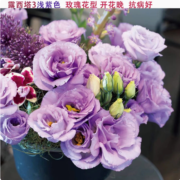 Rose flower seeds | 200 Pcs per Pack