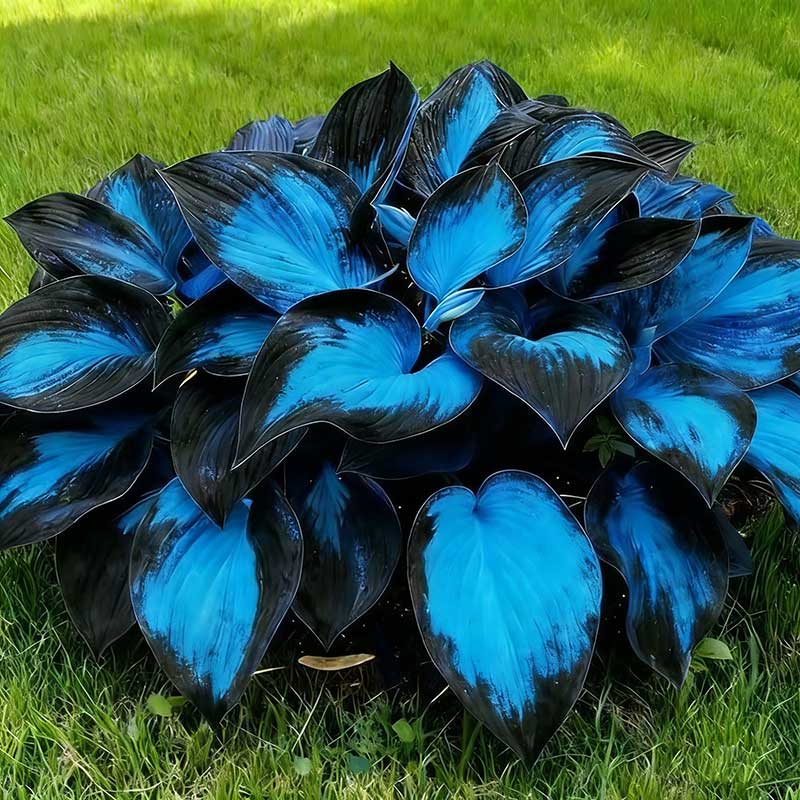 Hosta Seed 100 pcs/bag | US Local Warehouse Ready Stock | Support Dropshipping