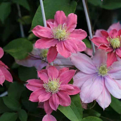 Clematis Flower Vine Seed  | 188pcs Per Bag
