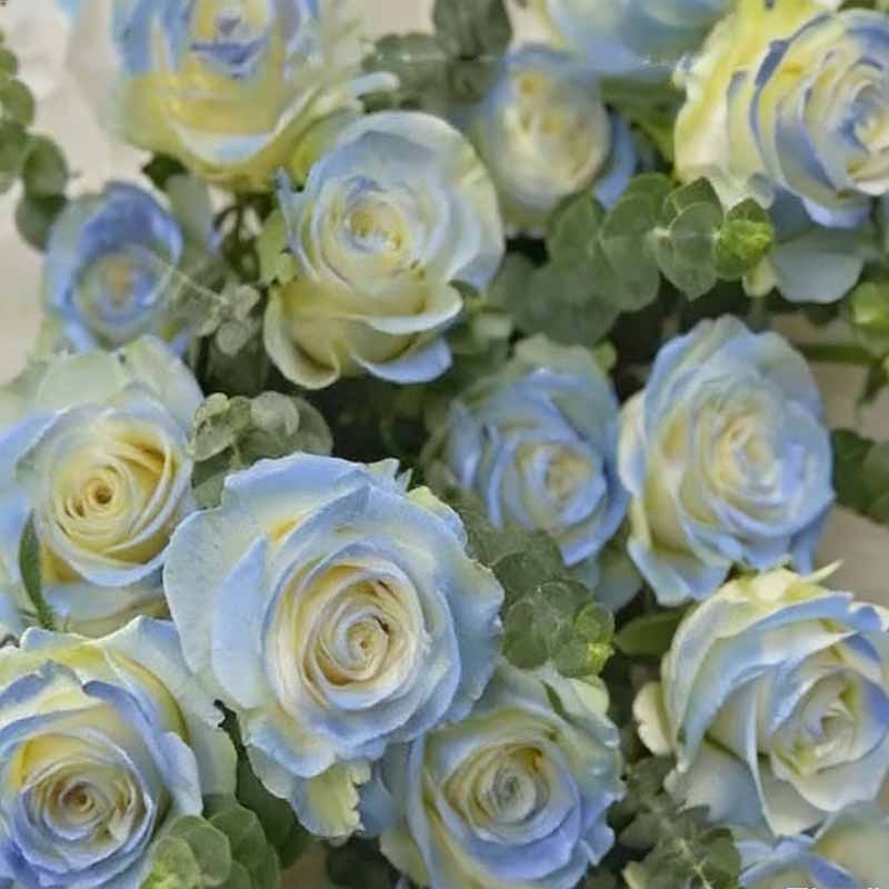 Rose flower Seeds | 500pcs Per Bag