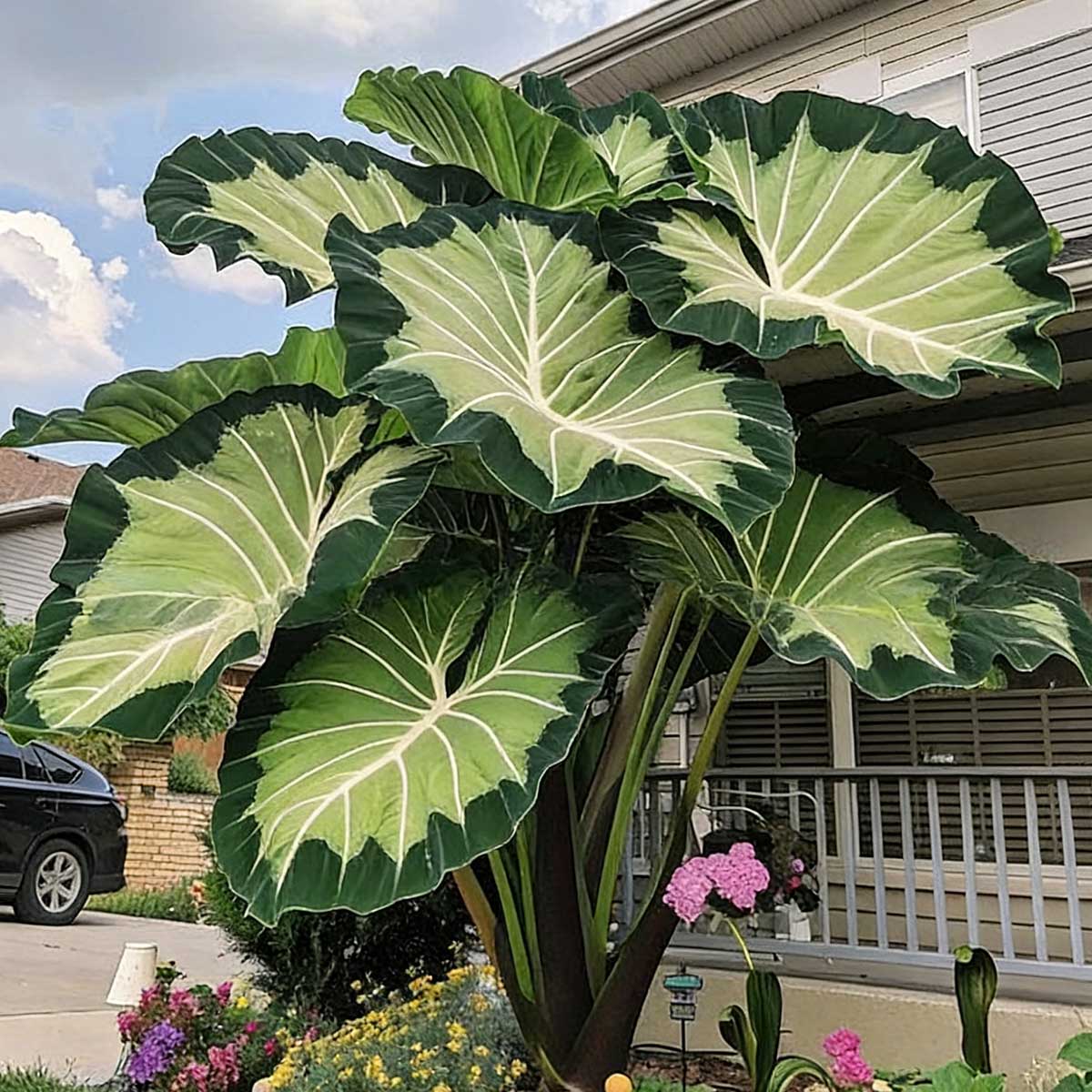 Caladium bicolor seeds | 1000 Pcs per Pack