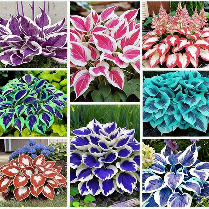 Colored hosta seeds | 1000 Pcs per Pack
