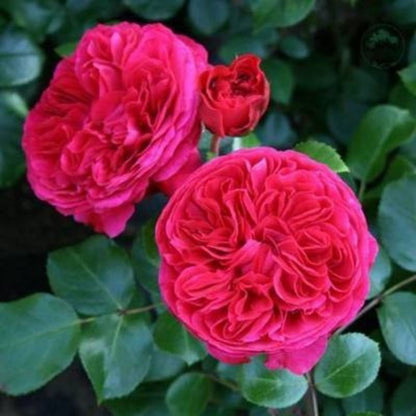 Climbing Rose Seed | 500 Pcs per Pack