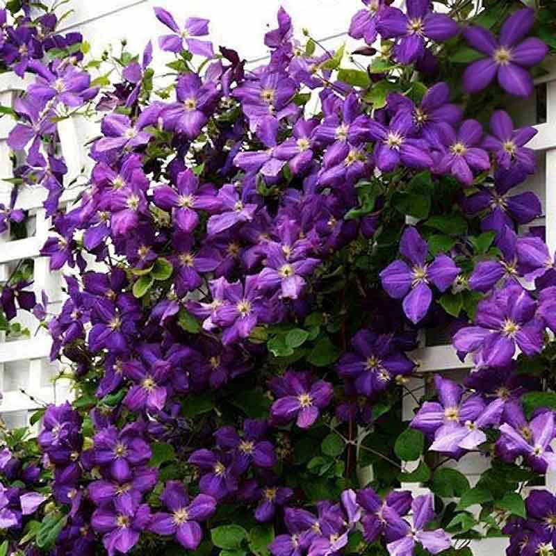 Clematis Flower Vine Seed  | 188pcs Per Bag