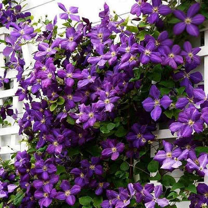 Clematis Flower Vine Seed  | 188pcs Per Bag