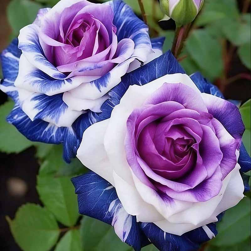 Rose flower Seeds | 500pcs Per Bag