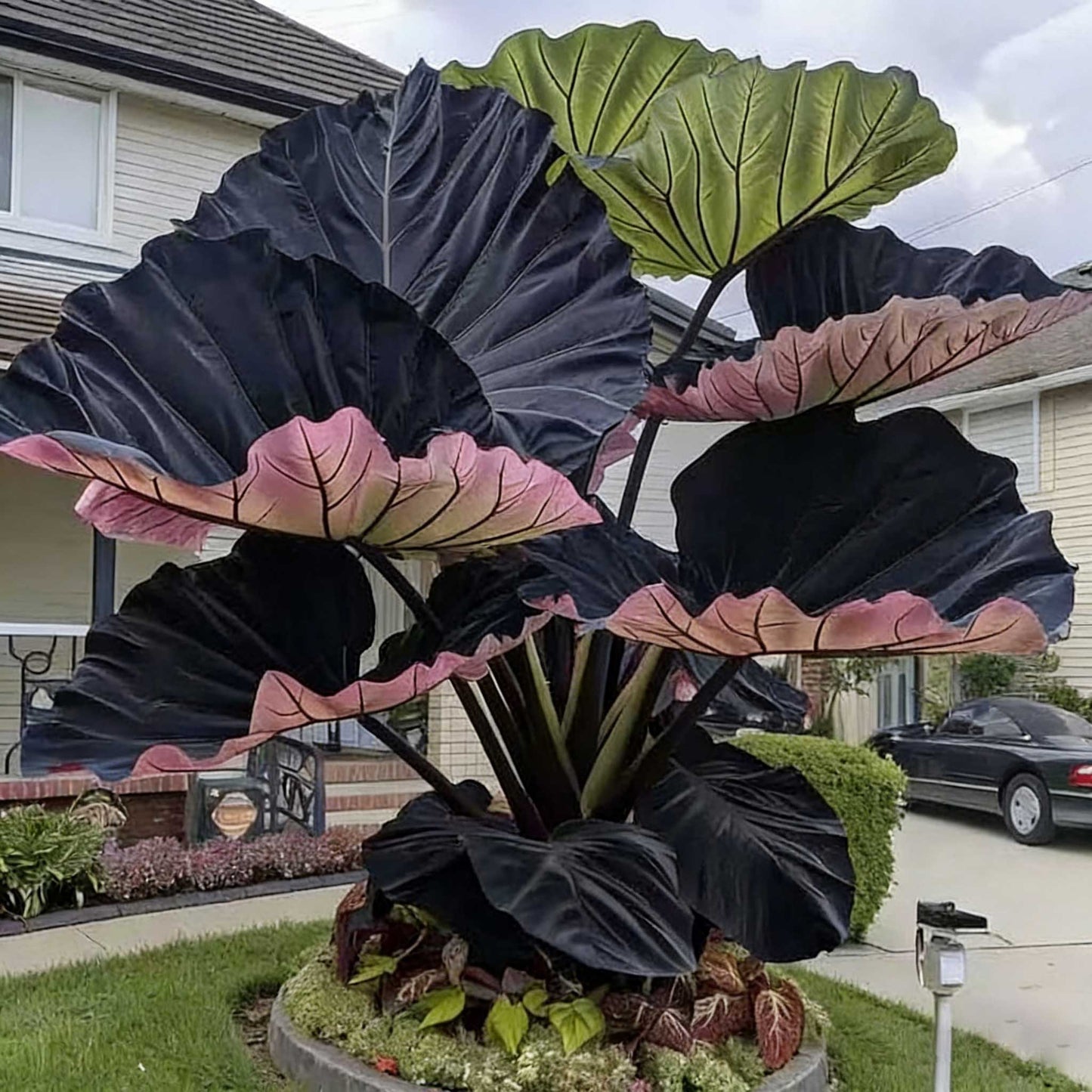 Caladium bicolor seeds | 1000 Pcs per Pack