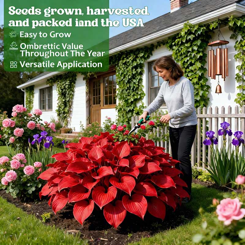 Colored hosta seeds | 1000 Pcs per Pack