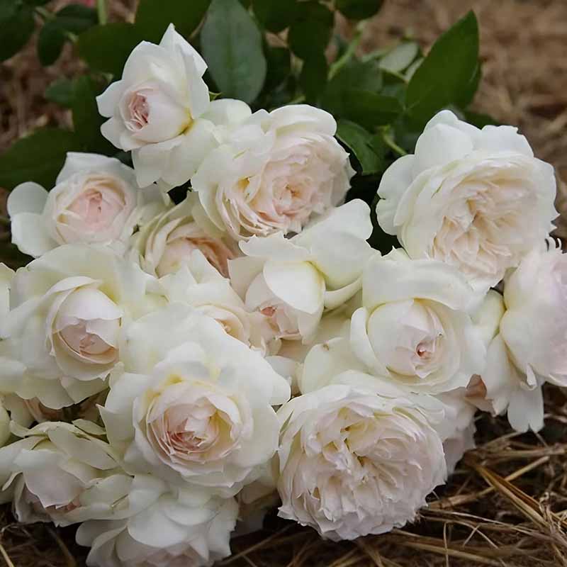 Rose flower Seeds | 500pcs Per Bag