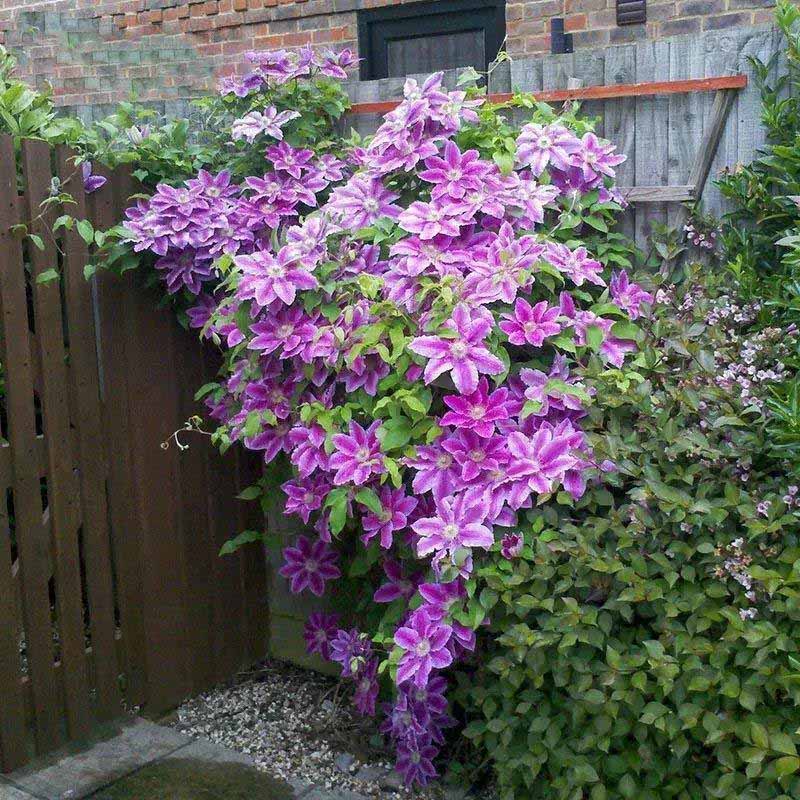 Clematis Flower Vine Seed  | 188pcs Per Bag