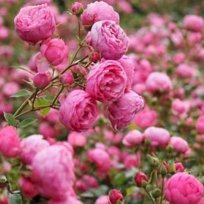 Climbing Rose Seed | 500 Pcs per Pack