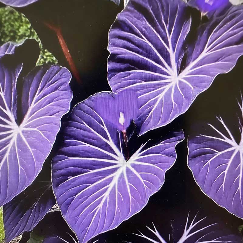 Caladium bicolor seeds | 1000 Pcs per Pack