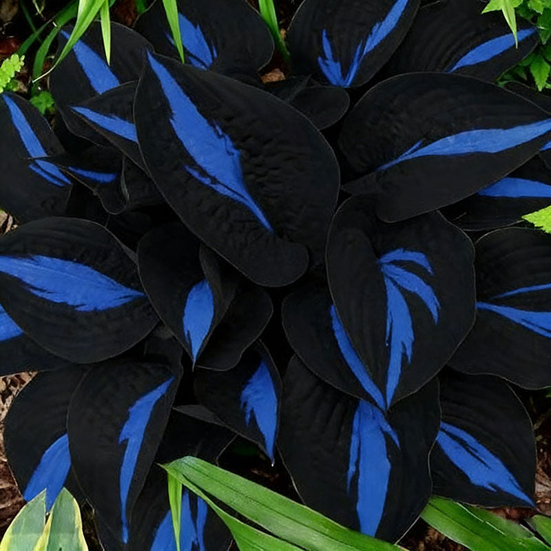 Colored hosta seeds | 1000 Pcs per Pack