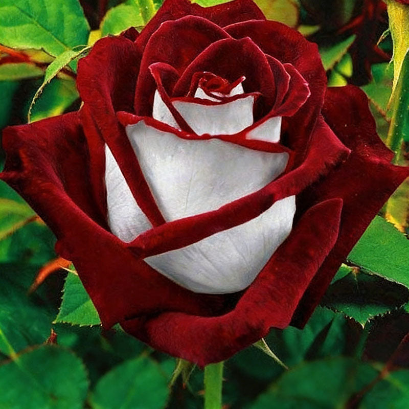 Rose flower Seeds | 500pcs Per Bag