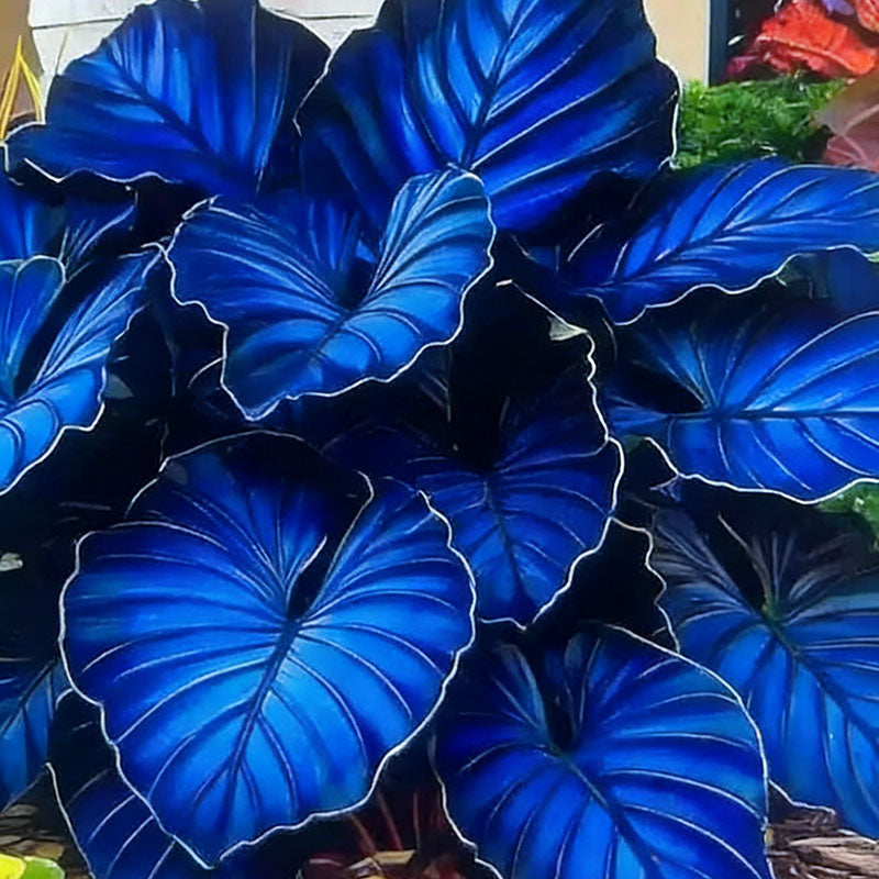 Caladium bicolor seeds | 1000 Pcs per Pack