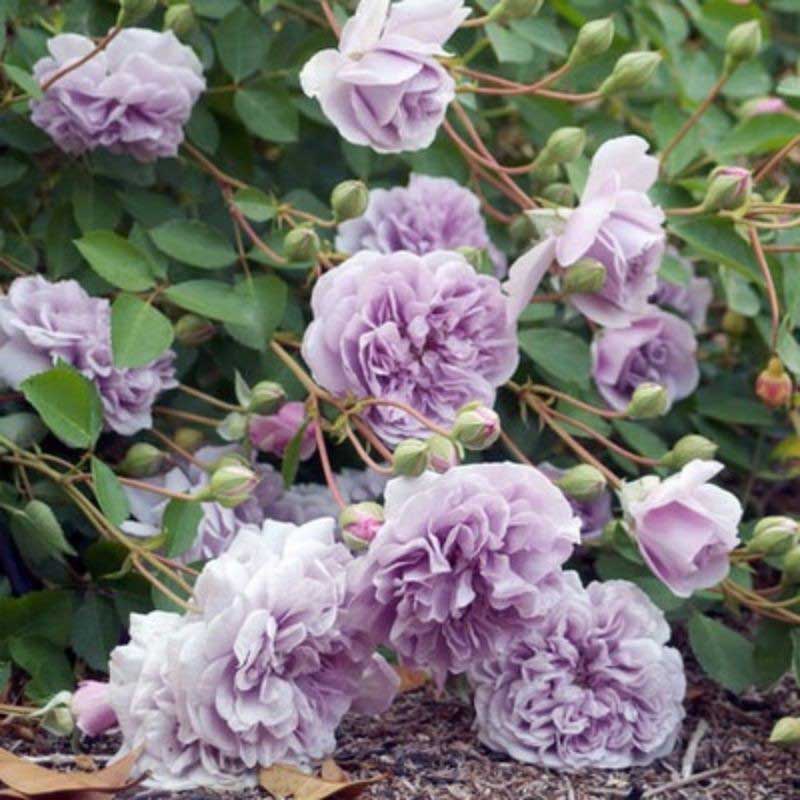 Climbing Rose Seed | 500 Pcs per Pack