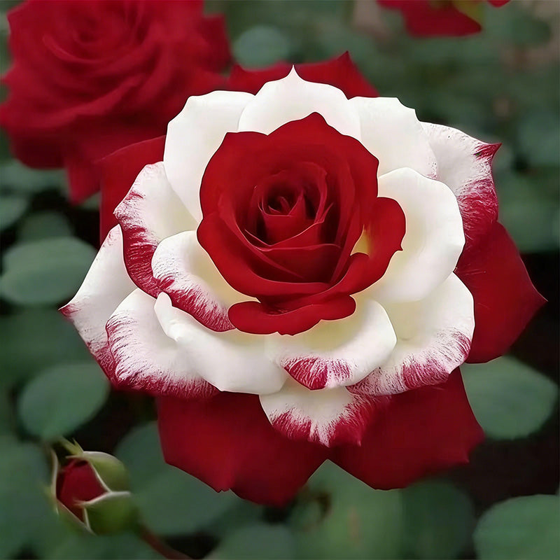 Rose flower Seeds | 500pcs Per Bag