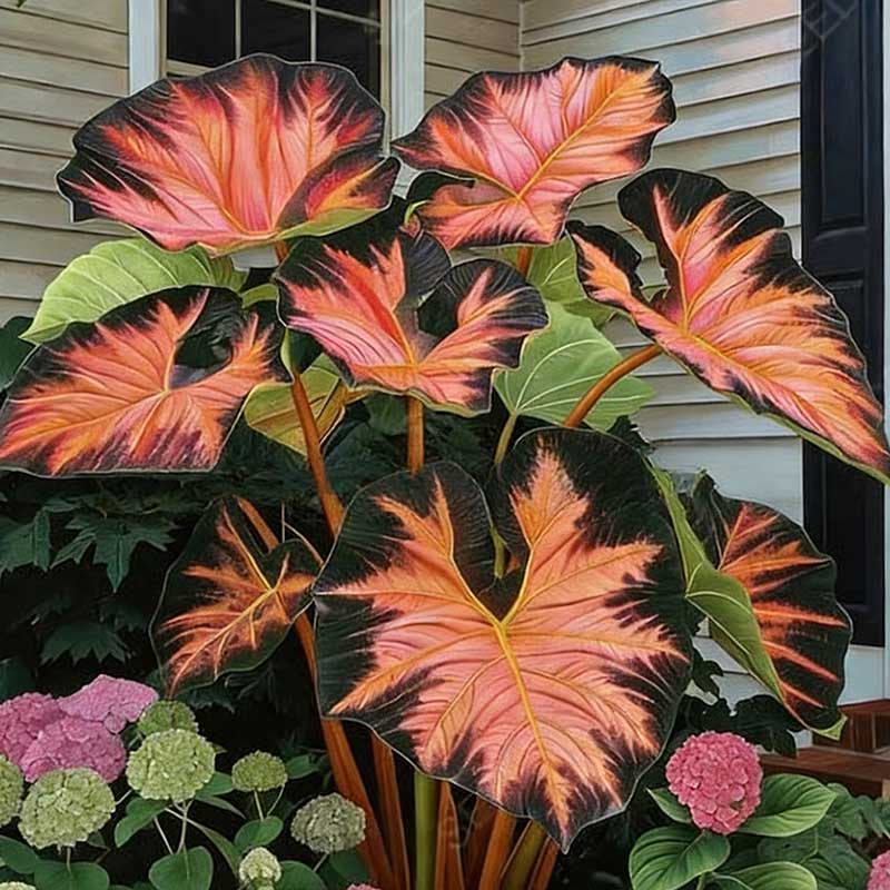 Caladium bicolor seeds | 1000 Pcs per Pack