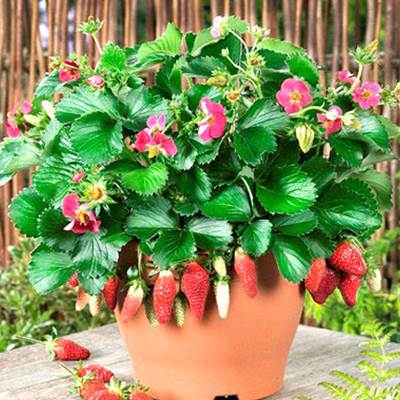 Rose flower seeds | 200 Pcs per Pack