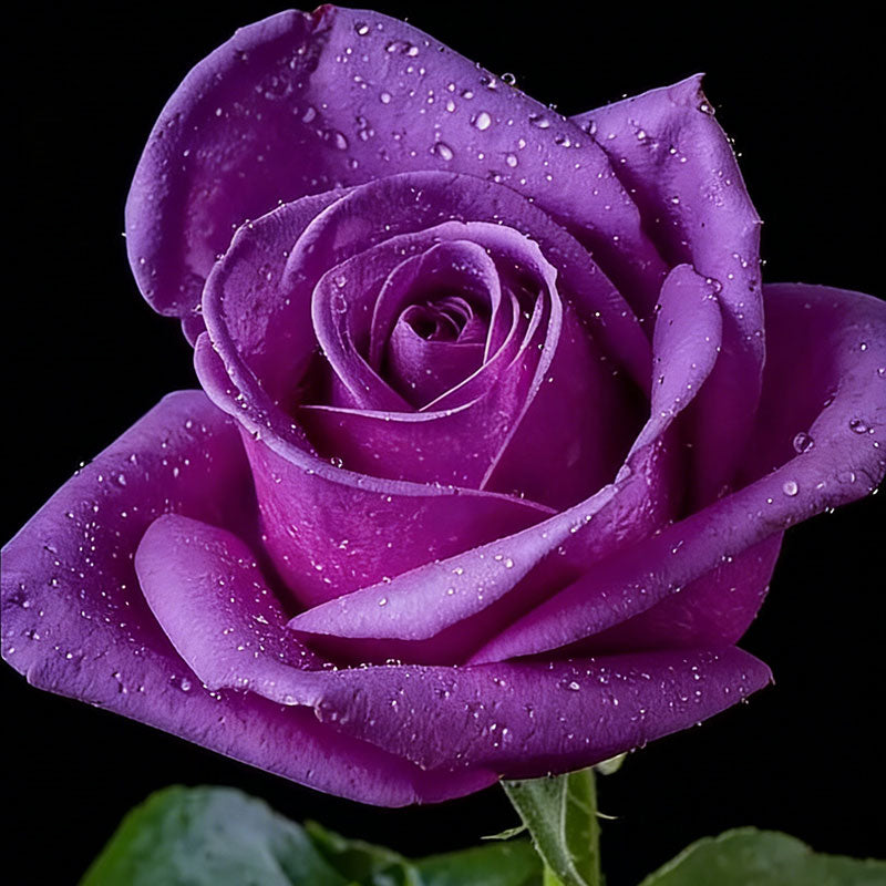 Rose flower Seeds | 500pcs Per Bag