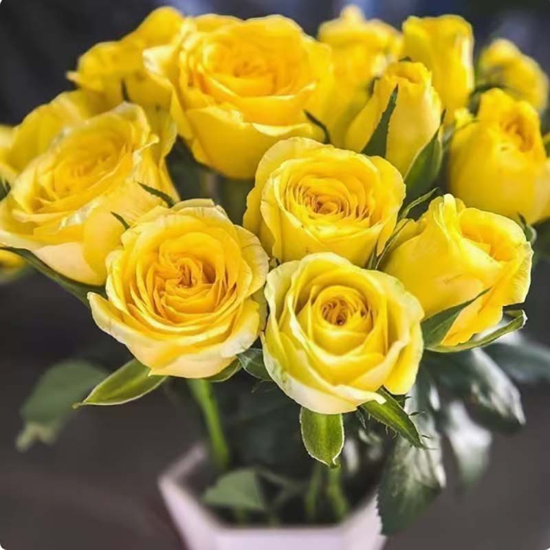 Rose flower Seeds | 500pcs Per Bag