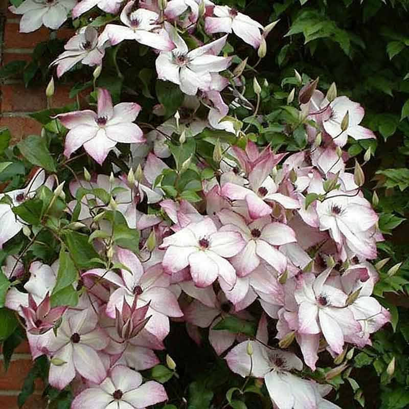 Clematis Flower Vine Seed  | 188pcs Per Bag