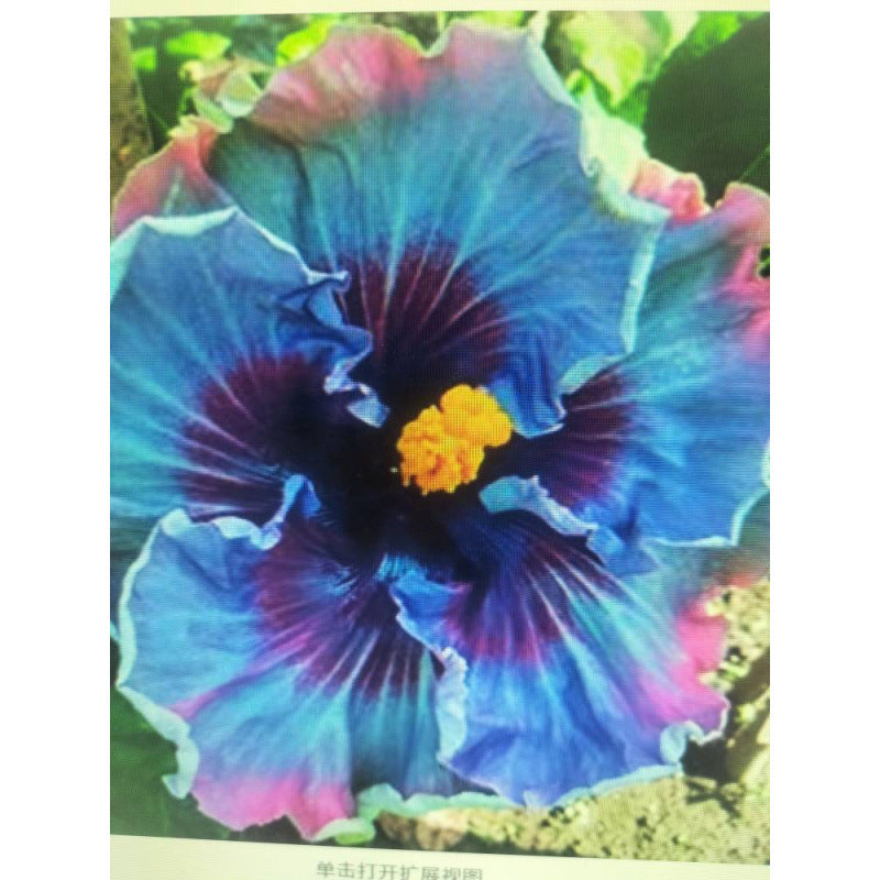 Furong seeds | 100 Pcs per Pack