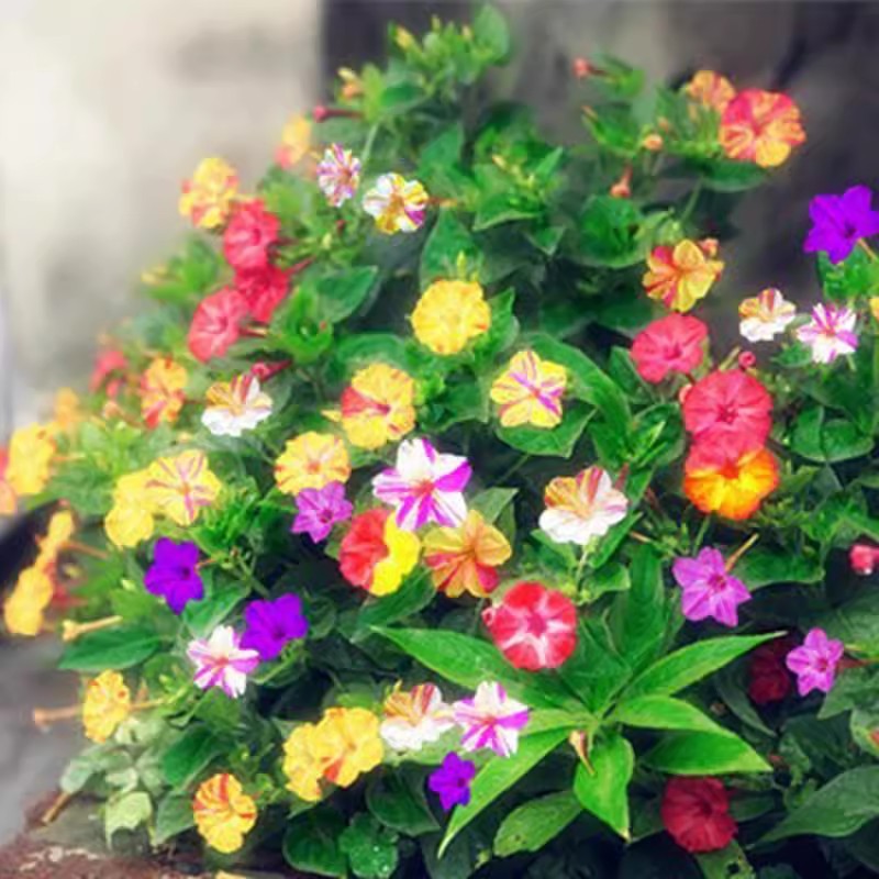 Jasmine flower seeds | 100 Pcs per Pack