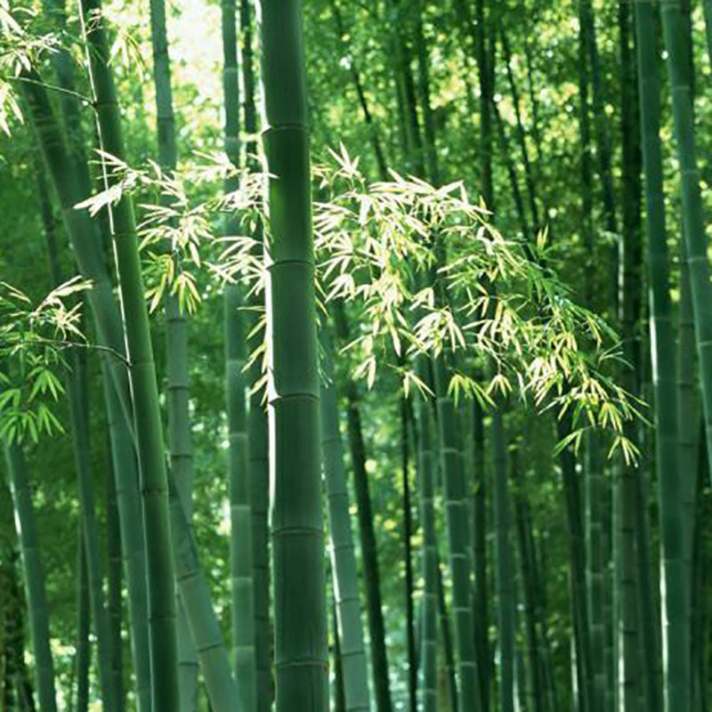Bamboo seeds | 200pcs Per Bag