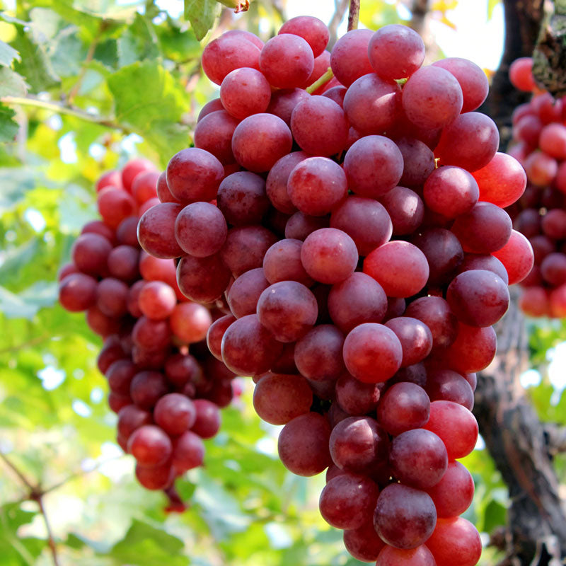 Grape Seeds | 60pcs Per Bag