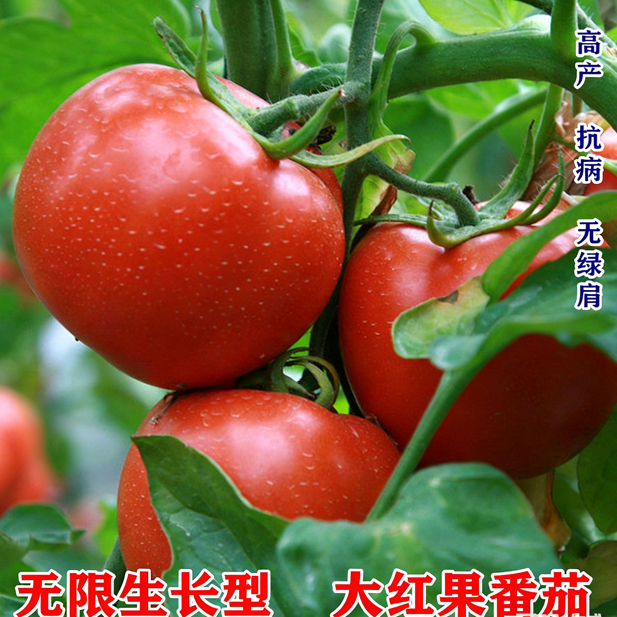 Tomato seeds | 50-200 Pcs per Pack