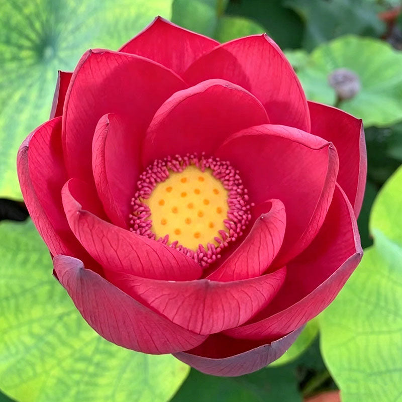 Bowl lotus | Miniature lotus Seed |50pcs Per bag