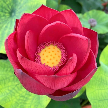 Bowl lotus | Miniature lotus Seed |50pcs Per bag