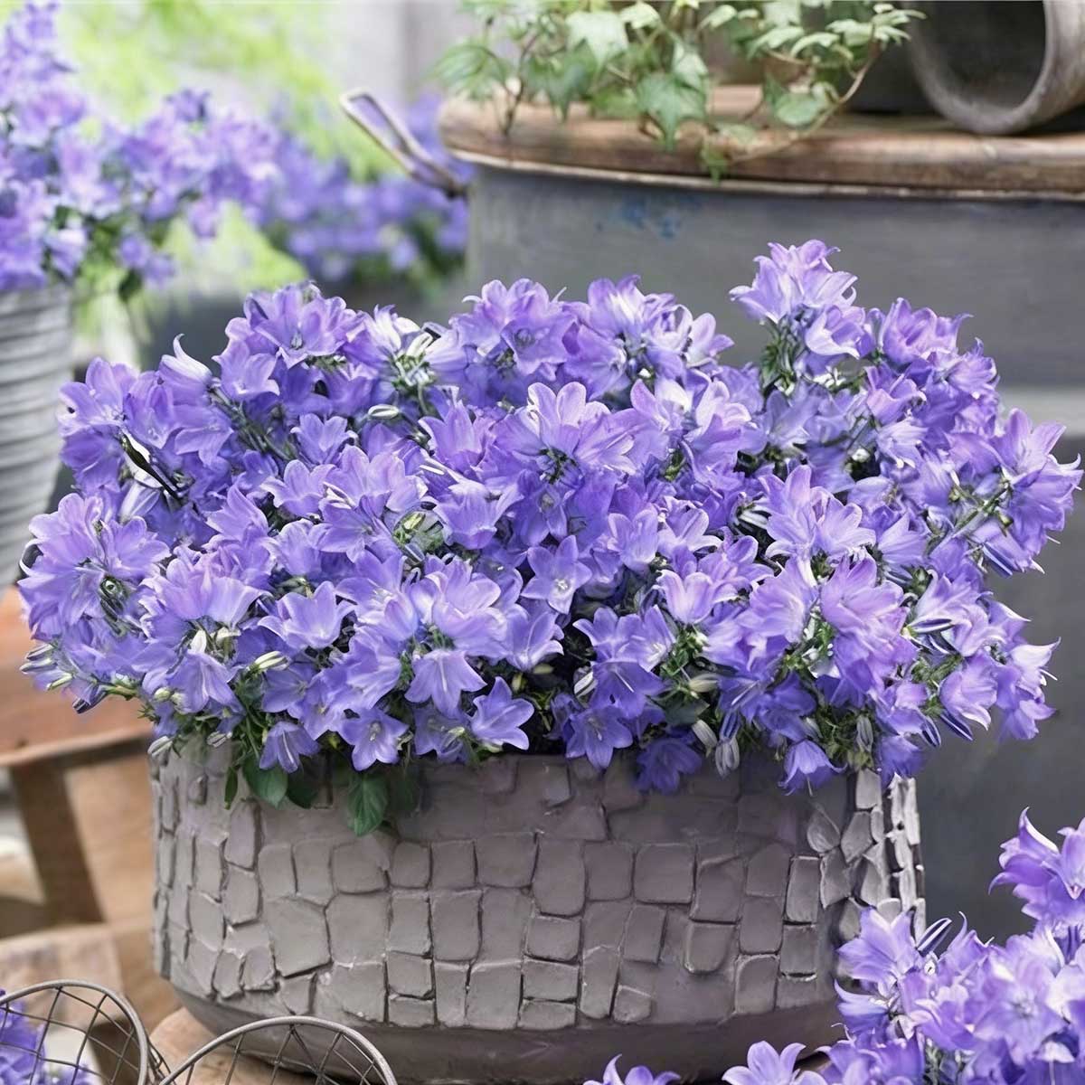 Wind chime flower seeds | 1000 Pcs per Pack