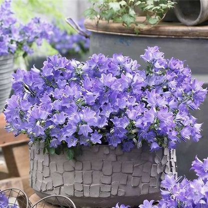 Wind chime flower seeds | 1000 Pcs per Pack