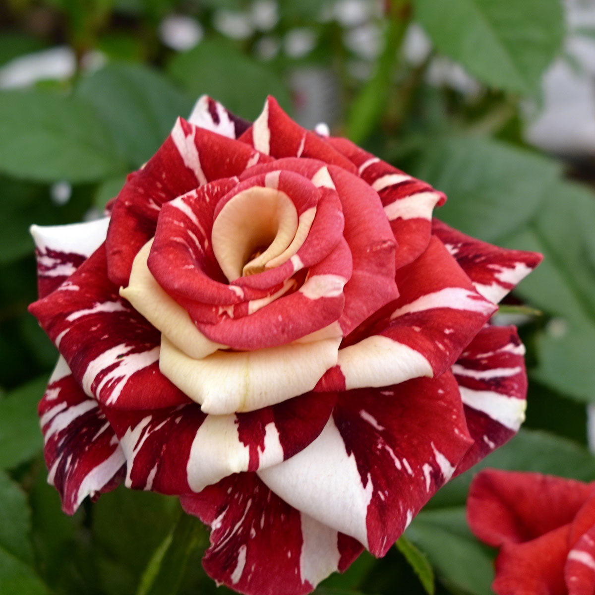 Rose flower seeds | 200 Pcs per Pack