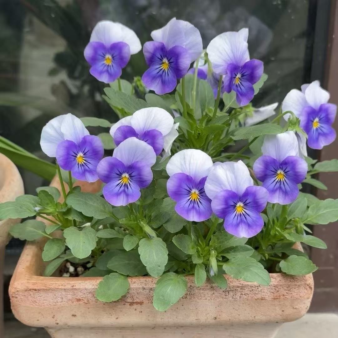Pansy seeds | 1000pcs Per Bag
