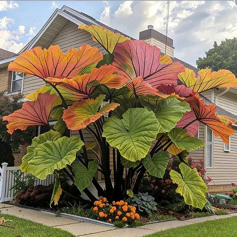 Caladium bicolor seeds | 1000 Pcs per Pack