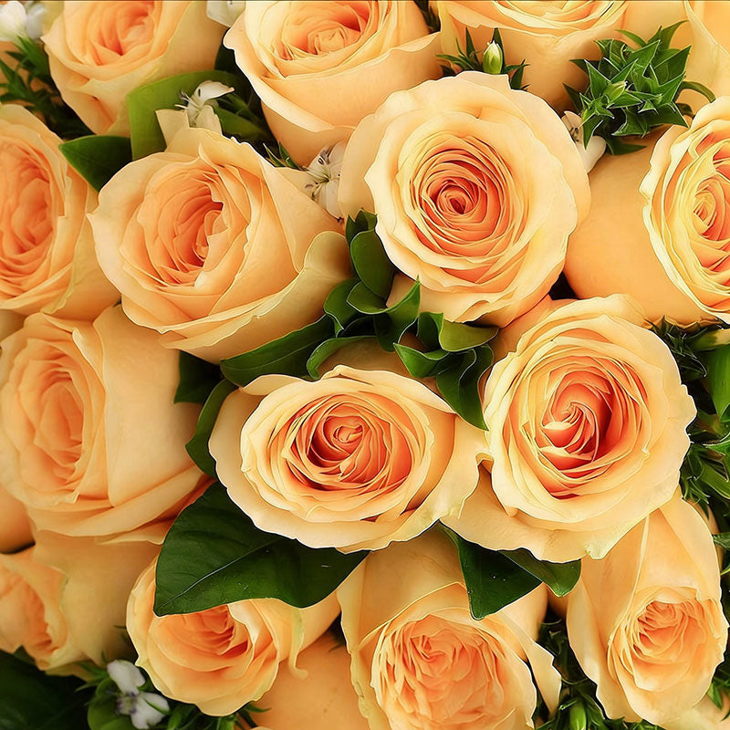 Rose flower Seeds | 500pcs Per Bag