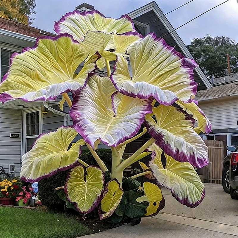 Caladium bicolor seeds | 1000 Pcs per Pack