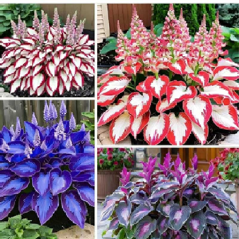 Colored hosta seeds | 1000 Pcs per Pack