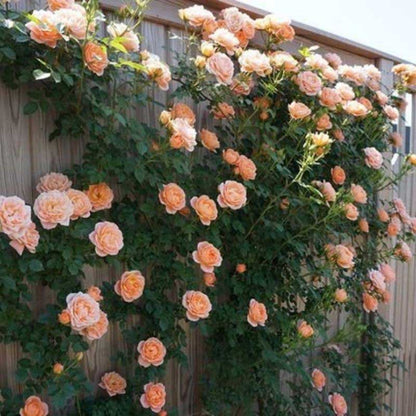 Climbing Rose Seed | 500 Pcs per Pack