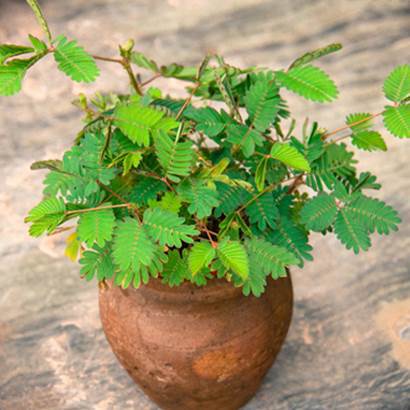 Rose flower seeds | 200 Pcs per Pack