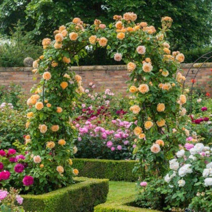 Climbing Rose Seed | 500 Pcs per Pack