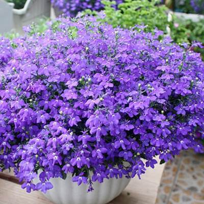 Rose flower seeds | 200 Pcs per Pack