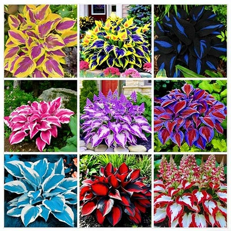Colored hosta seeds | 1000 Pcs per Pack