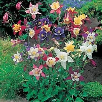 Rose flower seeds | 200 Pcs per Pack