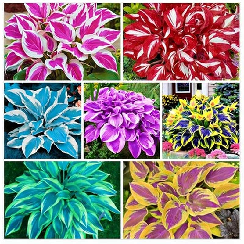 Colored hosta seeds | 1000 Pcs per Pack