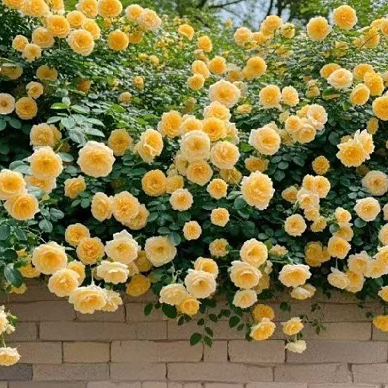 Climbing Rose Seed | 500 Pcs per Pack