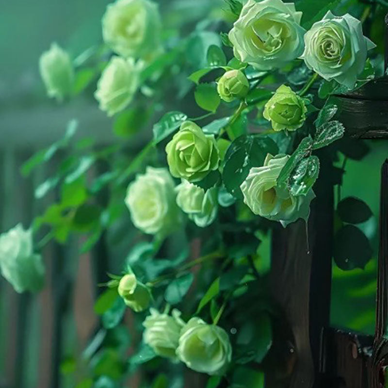 Climbing Rose Seed | 500 Pcs per Pack